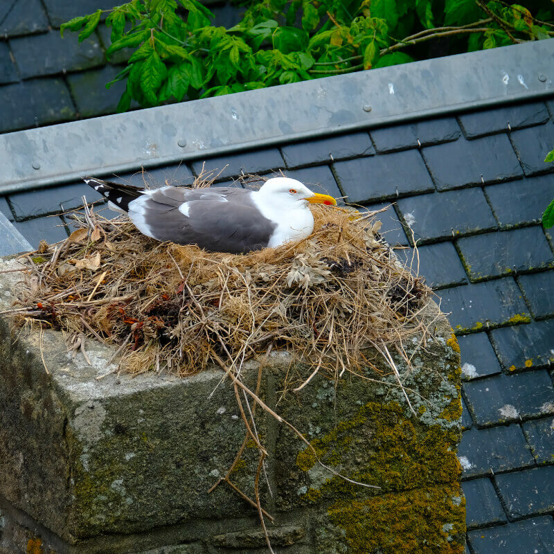 Ouest Ramonage - Enlever nid d'oiseau - Ramoneurs Loire-Atlantique et Vendée